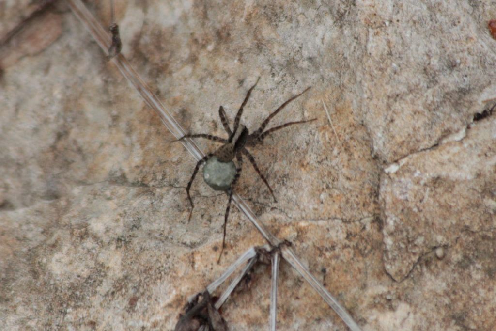 Pardosa sp.?...S, femmina - Monte Baldo (TN)